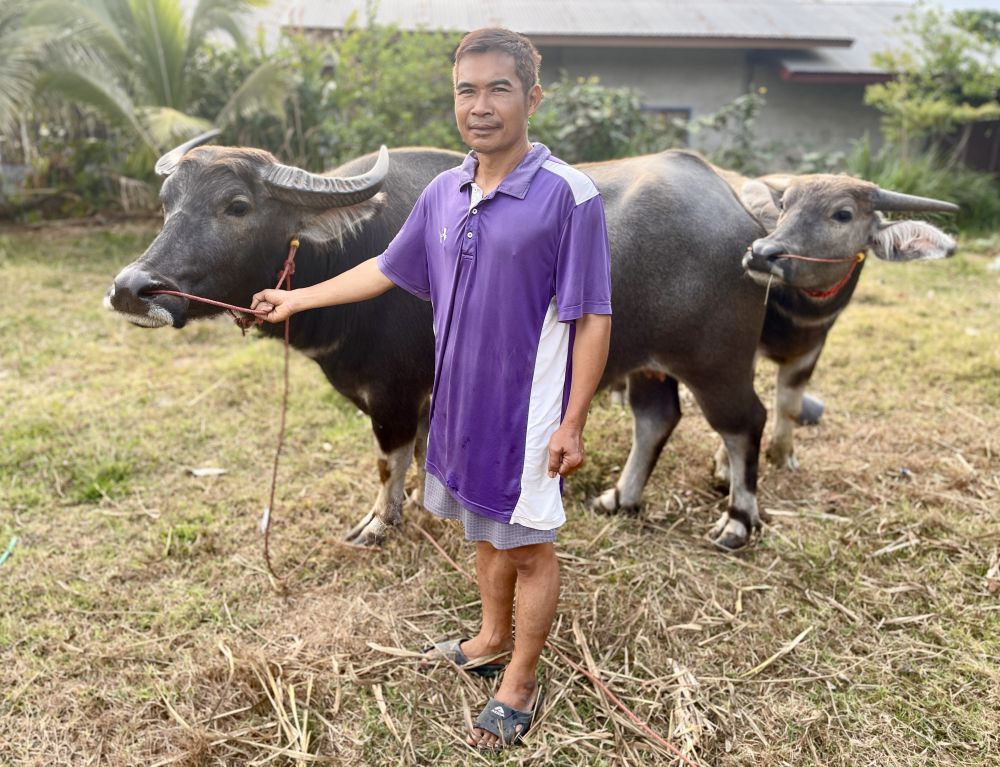 premium-thai-buffaloes-for-sale-in-rachabut-high-quality-genetics