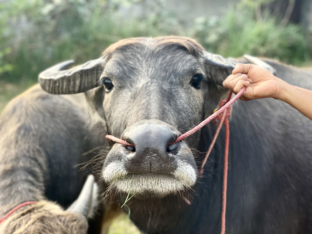 best-buffalo-semen-supplier-in-warin-chamrap-top-rated-quality