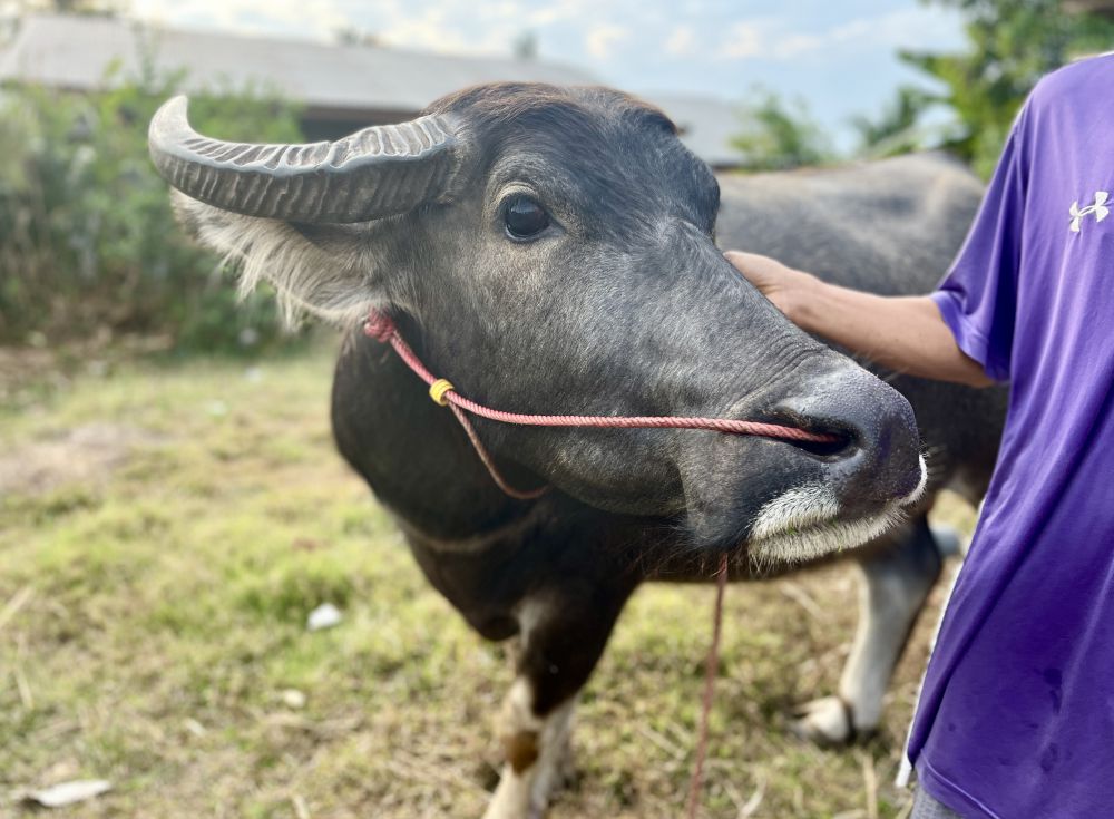 discover-the-best-buffaloes-for-sale-in-amphoe-phibun-mangsahan